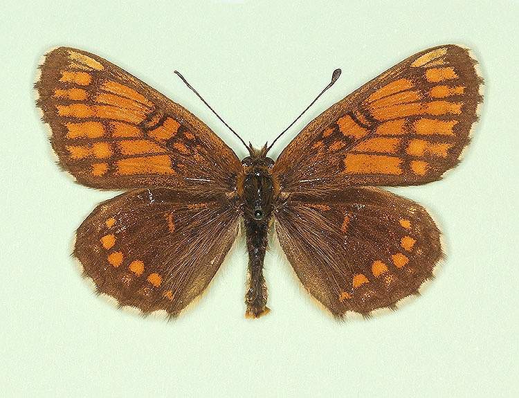 Melitaea athalia male (aberrant form corythallia) (Internet Image property of respective owner, non-commercial use only)